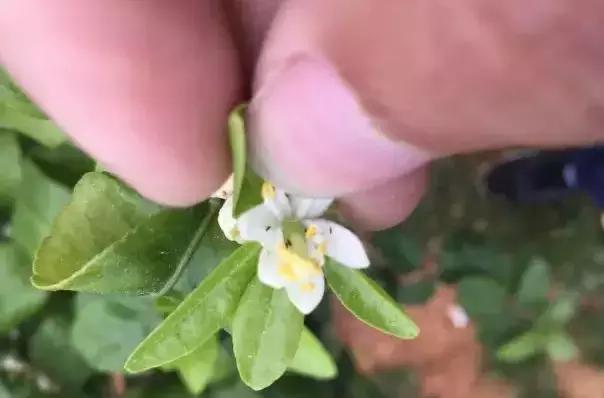 KY开元集团官网-超大质量黑洞或将碰撞 35亿光年外星系面临毁灭(图1) KY开元集团官网